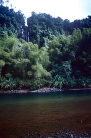 Regenwald am Navua River (00020823)