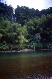 Regenwald am Navua River (00020824)