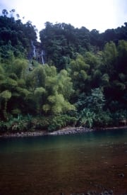 Regenwald am Navua River (00020825)
