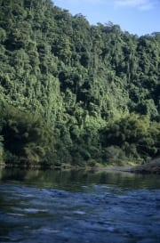 Regenwald am Navua River (00020854)