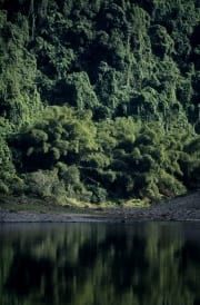 Regenwald am Navua River (00020855)