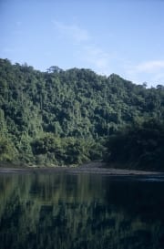 Regenwald am Navua River (00020856)