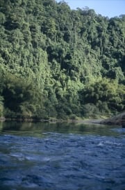 Regenwald am Navua River (00020857)