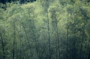 Bambus im Fiji Regenwald (00020861)
