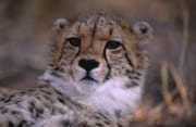 Portraet junger Gepard (00011954)