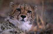 Junger Gepard (00011955)