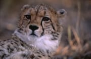 Junger Gepard Portraet (00011956)