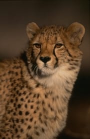 Junger Gepard - Imposantes Portraet (00012011)