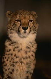Imponierendes Gepard Portraet (00012013)