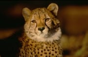Gepard - Der Blick der großen Katze (00012076)