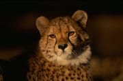 Aufmerksam schauender Gepard (00012077)