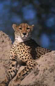 Gepard auf Termitenhuegel (00012302)