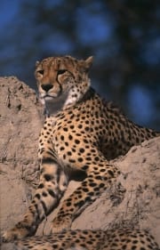 Gepard haelt Ausschau von einem Termitenhuegel (00012303)