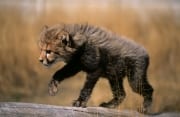 Gepard Baby huscht ueber einen Baumstamm (00015938)