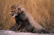 Baby Gepard stuetzt sich auf den liegenden Baumstamm (00015946)