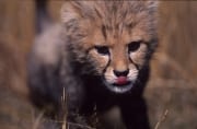 Baby Gepard mit herausgestreckter Zunge (00015958)