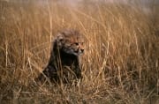 Baby Gepard orientiert sich im hohen Gras (00015992)