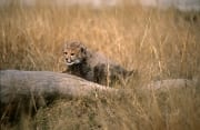 Baby Gepard mit liegenden Baumstamm (00016036)
