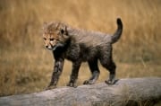 Baby Gepard laueft ueber liegenden Baumstamm (00016044)
