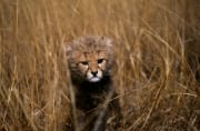 Baby Gepard schaut aengstlich aus dem hohen Gras (00016046)