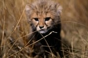 Baby Gepard im hohen Gras (00016047)