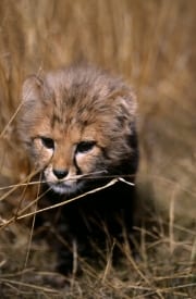 Baby Gepard bahnt sich eine Weg durch das Gras (00016050)