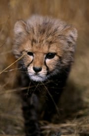 Baby Gepard schaut gespannt (00016051)