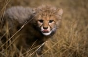 Baby Gepard leckt sich die Zunge (00016059)