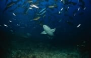 Gewoehnliche Ammenhaie im Fischschwarm (00017487)