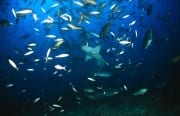 Gewoehnliche Ammenhaie am Shark Reef (00017489)