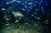 Gewoehnlicher Ammenhai inmitten zahlreicher Fische (00017533)