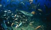 Gewoehnlicher Ammenhai schnappt sich einen Fischrest (00017535)