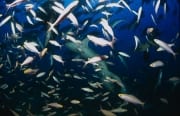 Gewoehnliche Ammenhaie im Fischschwarm (00017538)