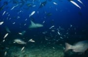 Gewoehnliche Ammenhaie am Shark Reef (00017539)