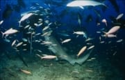 Gewoehnlicher Ammenhai holt sich einen Bissen Fischfu (00017548)