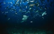 Gewoehnlicher Ammenhai naehert sich dem Fischschwarm (00017565)