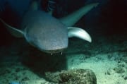 Gewoehnlicher Ammenhai kommt zum Shark Reef (00018598)