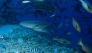Gewoehnlicher Ammenhai am Shark Reef (00021121)