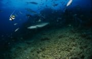Grauer Riffhai schwimmt weg vom Riff (00017525)