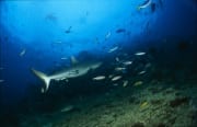 Grauer Riffhai am Shark Reef (00017606)