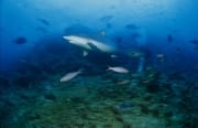 Bullenhai am Shark Reef in der Beqa Lagoon (00017615)