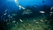 Bullenhaie, Giant Trevally und andere Fische (00017616)