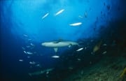 Bullenhai am Shark Reef (00017617)