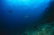Grauer Riffhai schwimmt vom Riff in das offene Meer (00017622)
