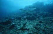 Bullenhai ueber kahlem Korallengrund (00017635)