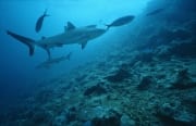 Bullenhaie und Schwarzspitzen-Riffhai im Hintergrund (00017636)