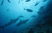 Bullenhaie erreichen das Shark Reef (00017638)