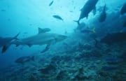 Bullenhai durchstreift das Shark Reef (00017644)