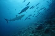 Bullenhai am Shark Reef (00017647)