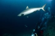 Bullenhai schwimmt vom Shark Reef ins offene Wasser (00018337)